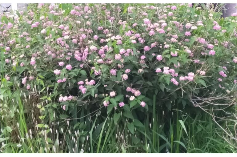 IMG20210602181644_2