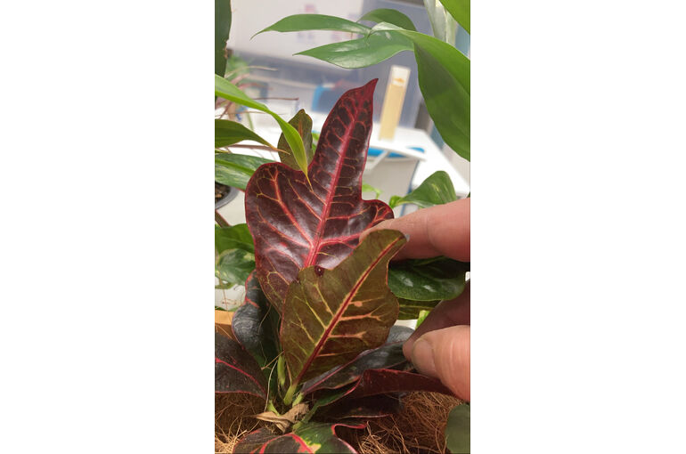 IZOQ7457[1]