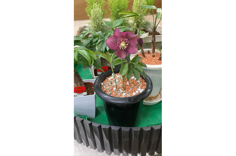RDHV2730[1]